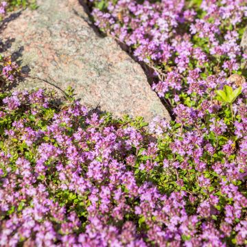 Thymus praecox Red Carpet - Tomilho-rasteiro