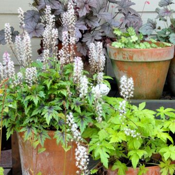 Tiarella Angel Wings Gowing