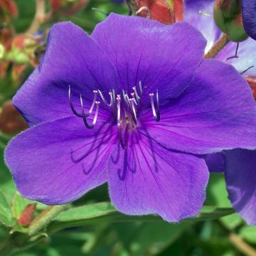 Tibouchina Groovy Baby