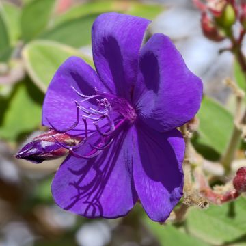 Tibouchina Purple Moon Tibouchina Purple Moon