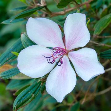 Tibouchina Peace Baby