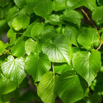 Tilia cordata Simone