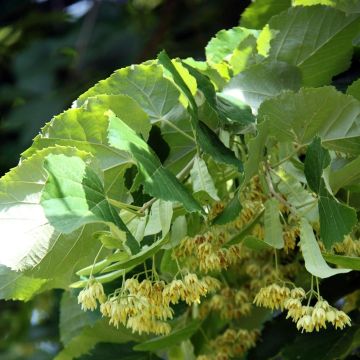 Tilia platyphyllos