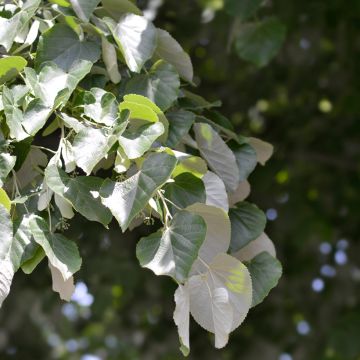 Tilia tomentosa Tilia tomentosa