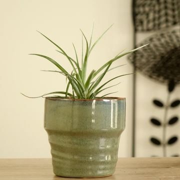 Tillandsia Mizuki Tillandsia Mizuki