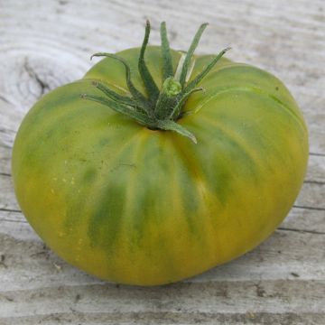 Tomate Aunt Rubys German Green Bio - Ferme de Sainte Marthe