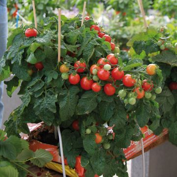 Tomate Pendulina Red plantas jovens