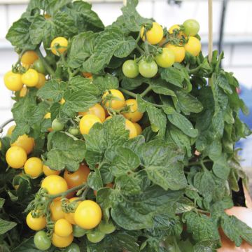 Tomate-cereja Balconi Yellow F1