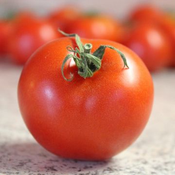 Tomate Bali F1 plantas jovens