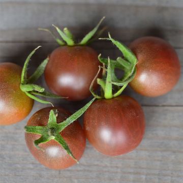 Tomate-cereja Black Cherry Bio