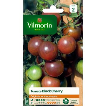 Tomate-cereja Black Cherry Vilmorin