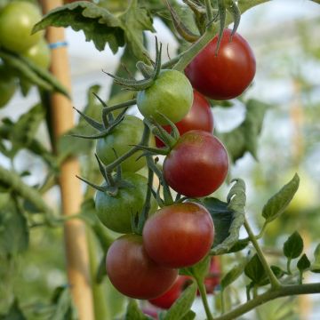 Tomate-cereja Black Cherry em plantas