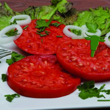Tomate Buffalo Steak F1 plantas jovens