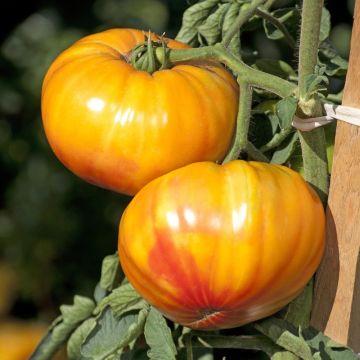 Tomate Buffalo Sun F1 plantas jovens