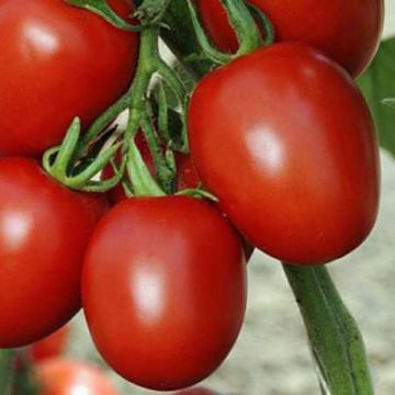 Tomate Cencara F1 plantas jovens