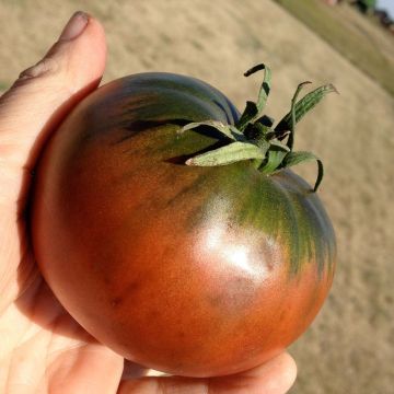 Tomate Cherokee Purple plantas jovens