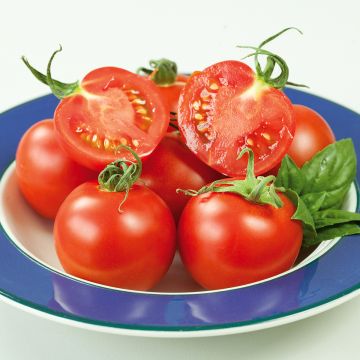 Tomate-cereja Crush F1 - Sementes Tomate-cereja Crush F1 - Sementes