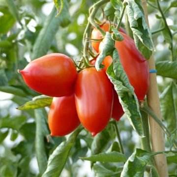 Tomate Colibri F1 plantas jovens enxertadas