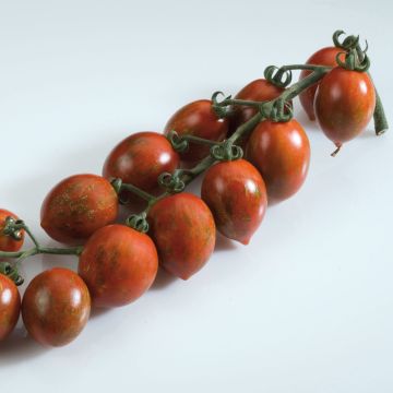 Tomate Cookie F1 plantas jovens enxertadas