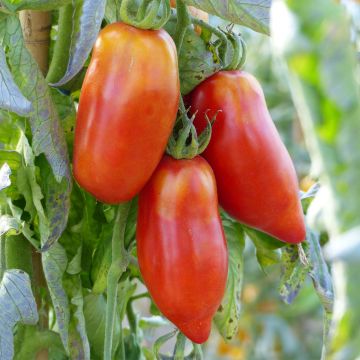 Tomate Cornue des Andes plantas jovens