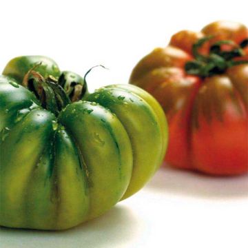 Tomate Costoluto Genovese Ferme de Sainte Marthe