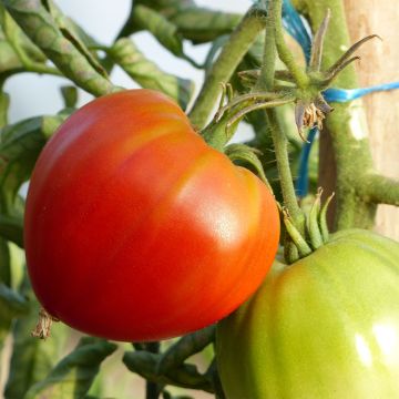 Tomate Coração de Boi em plantas