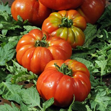 Tomate Delizia F1 tipo Marmande plantas jovens