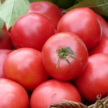 Tomate Fuji Pink F1 plantas jovens