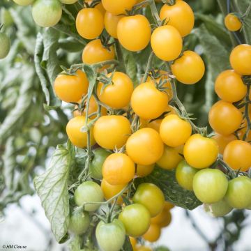 Tomate-cereja Goldwin F1 plantas jovens