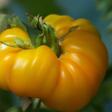 Tomate Amarelo Saint Vincent Bio - Ferme de Sainte Marthe