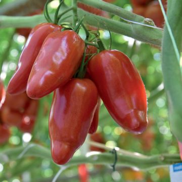 Tomate Licorna F1 plantas jovens Tomate Licorna F1 plantas jovens