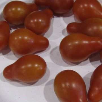 Tomate-cereja Pera Vermelha