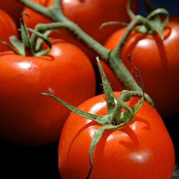 Tomate cacho Premio F1 plantas jovens