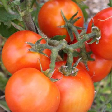Tomate Royale dos Guineaux Bio - Ferme de Sainte Marthe