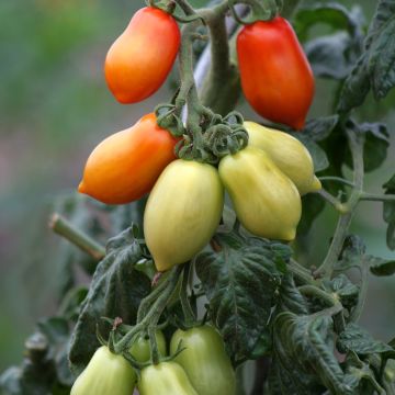 Tomate San Marzano 2 Bio