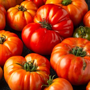 Tomate Delizia F1 - Tipo Marmande Tomate Delizia F1 - Tipo Marmande