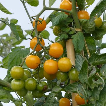 Tomate-cereja Star Gold F1 amarelo plantas jovens