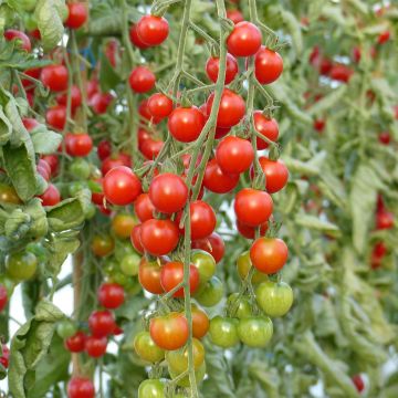 Tomate-cereja Supersweet 100 F1 plantas jovens