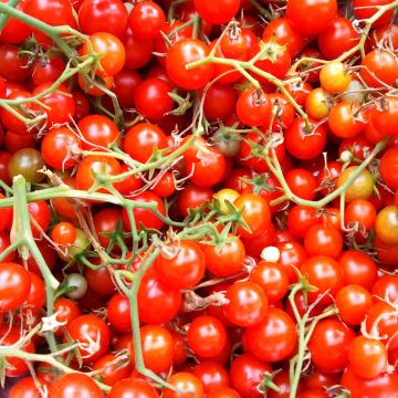 Tomate-cereja Sweet Million F1