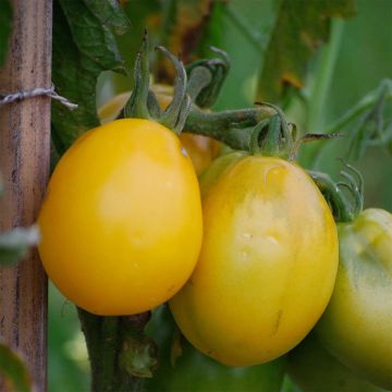Tomate Téton de Vénus Amarelo Bio - Ferme de Sainte Marthe