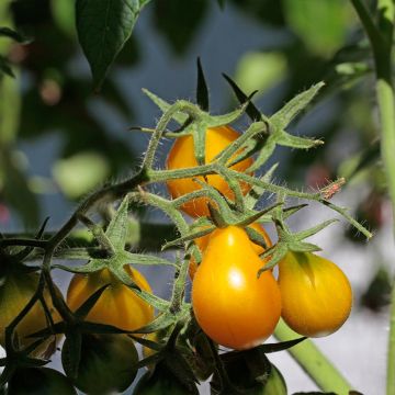 Tomate cereja pera amarelo Yellow Pearshaped Bio