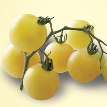 Tomate-cereja Mirabelle Branca