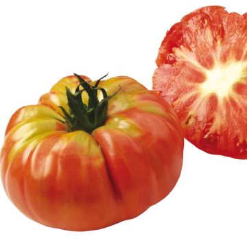 Tomate Potiron Escarlate