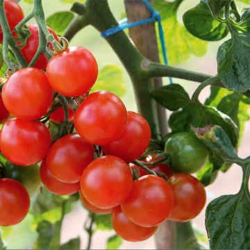 Tomate-cereja Gusta Mini Red F1 plantas jovens biológicas