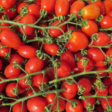 Tomate-cereja Santonio F1 plantas jovens ENXERTADAS