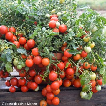 Tomate Maskotka Bio - Ferme de Sainte Marthe