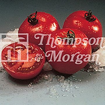 Tomate em cacho Cristal F1