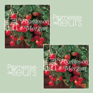 Tomate-cereja Gartenperle