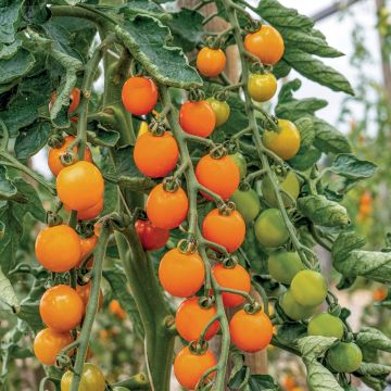 Tomate-cereja Honeycomb F1 plantas jovens