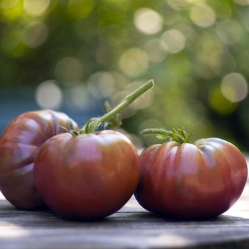 Tomate Noire de Crimée F1 plantas jovens ENXERTADAS